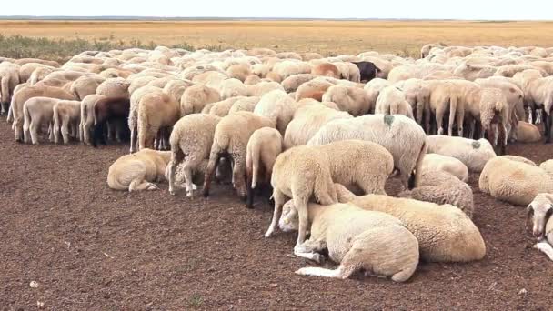 Les moutons de troupeau reposent sur la prairie . — Video