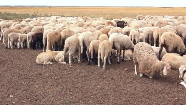 Les moutons de troupeau reposent sur la prairie . — Video