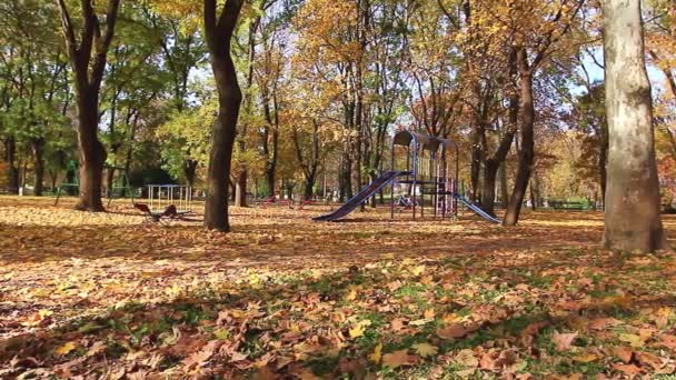 多彩的公园的秋天 — 图库视频影像