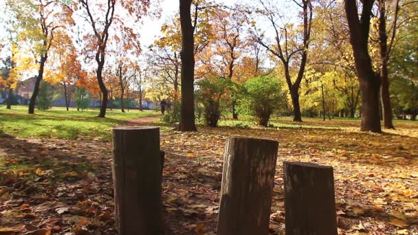 Läufer joggen gemeinsam in der Herbstsonne, trainieren im Park — Stockvideo