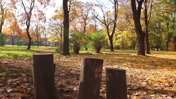 Herfst in het kleurrijke park — Stockvideo