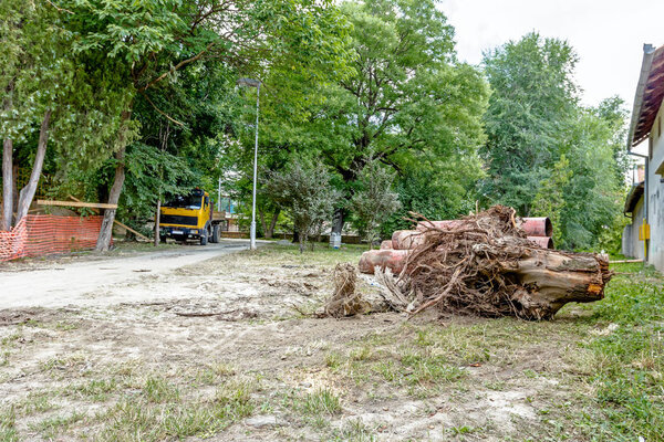Пень дерева с корнями
