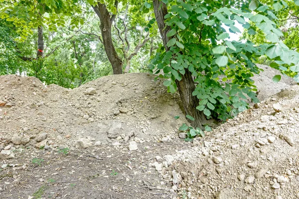 Piled ground around the trees — Stock Photo, Image