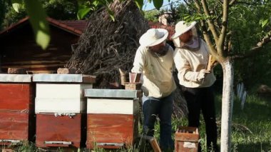 Arı kovanı içinde çalışma