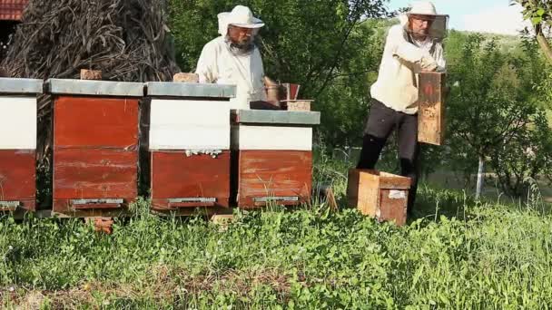 Trabalho em apiário — Vídeo de Stock