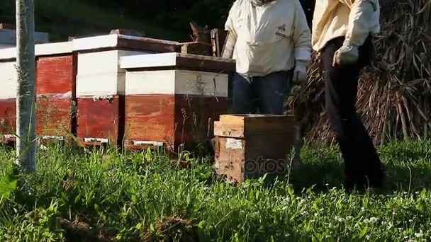 Trabajo en colmenar — Vídeos de Stock