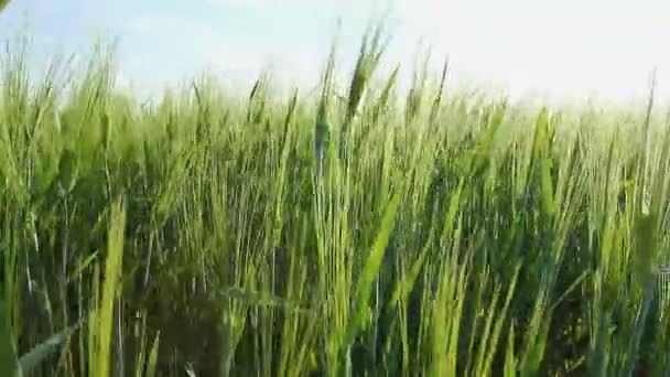 Vegetação agrícola com pontas, plantação de cereais no dia ventoso — Vídeo de Stock