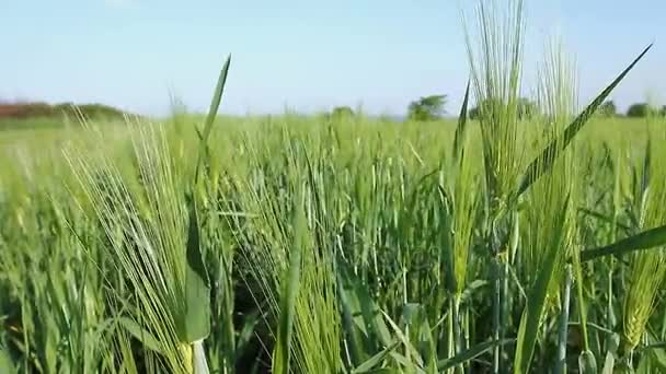 Vegetação agrícola com pontas, plantação de cereais no dia ventoso — Vídeo de Stock