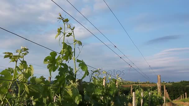 Uitzicht op de wijngaard. — Stockvideo
