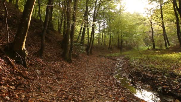 Sunbeam breaking through forest trees — Stock Video