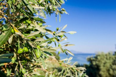 Deniz kıyısı yeşil zeytin meyve