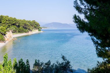 Defne yalak yeşil bitki örtüsü, çam ağacı göster