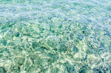 Güzel sığ deniz kestanesi bir alt ile