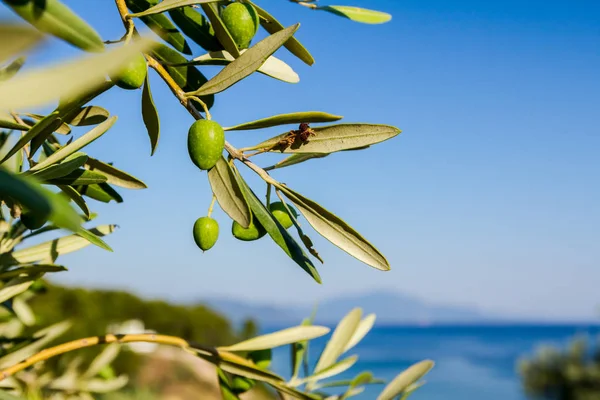 Grüne Olivenfrüchte an der Küste — Stockfoto