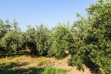 Yeşil Zeytin meyve meyve bahçesi