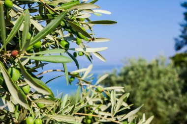 Deniz kıyısı yeşil zeytin meyve