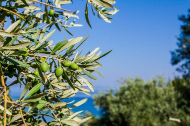 Deniz kıyısı yeşil zeytin meyve