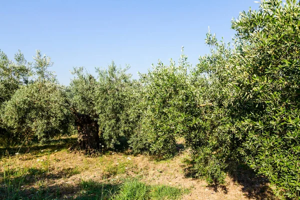 Yeşil Zeytin meyve meyve bahçesi