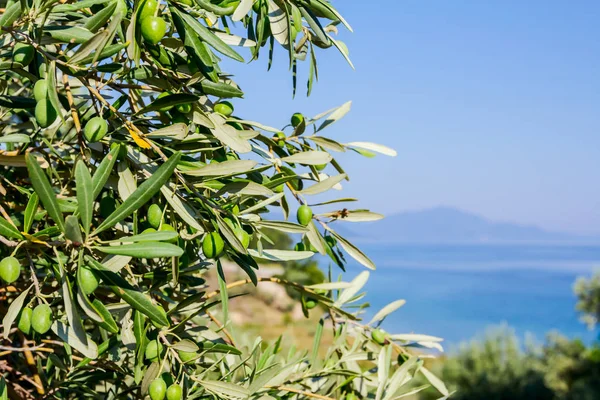 Green olive fruit on seashore — Stock Photo, Image