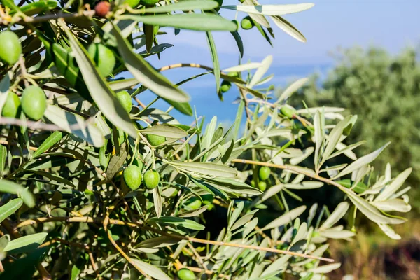 Grüne Olivenfrüchte an der Küste — Stockfoto