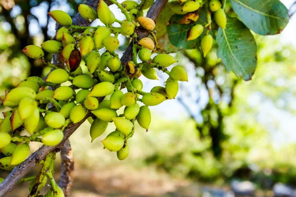 Pistacho inmaduro en huerto —  Fotos de Stock