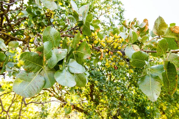 Niedojrzałe pistacjowy w sadzie — Zdjęcie stockowe