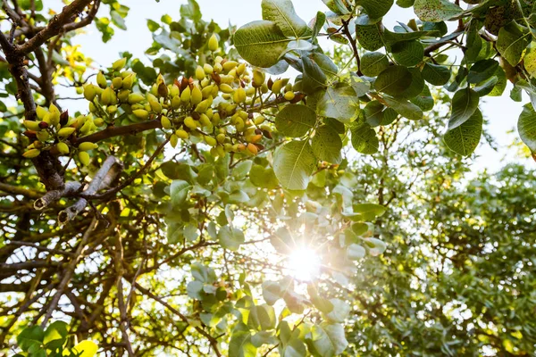 Meyve bahçesi olarak olgunlaşmamış Antep fıstığı — Stok fotoğraf