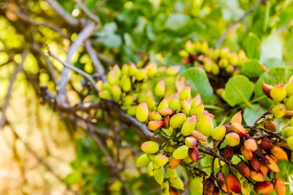 Unripe pistachio in orchard — Stock Photo, Image