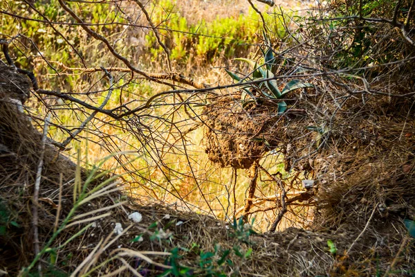 Aloe Vera kurutulmuş Çam iğneleri içinde kaya sağlam cliff büyüyor