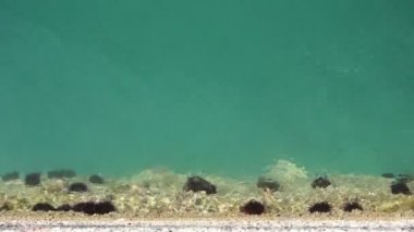 Güzel sığ deniz kestanesi bir alt ve çevresinde küçük balıklar ile