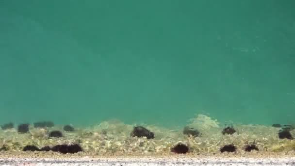 Belle mer peu profonde avec oursin sur un fond et petits poissons autour — Video