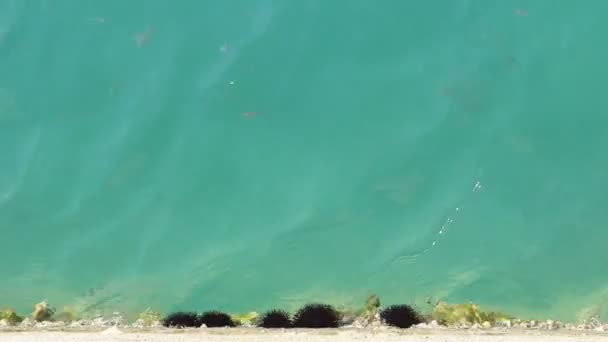 El mar hermoso poco profundo con el erizo en el fondo y los peces menudos alrededor — Vídeos de Stock