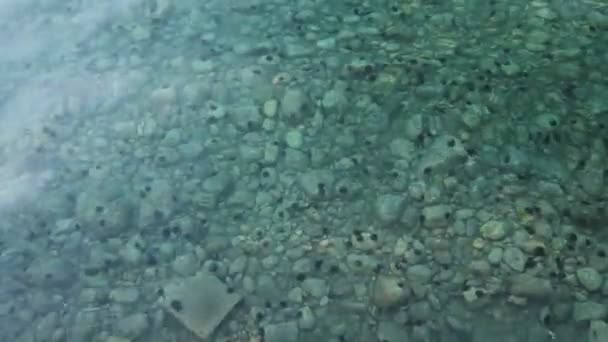 Beautiful shallow sea with urchin on a bottom and small fishes around — Stock Video