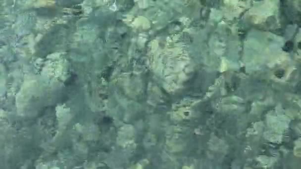Schöne flache See mit Seeigel auf dem Grund und kleinen Fischen herum — Stockvideo