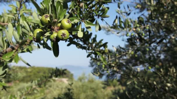 Granada inmadura en huerto — Vídeos de Stock