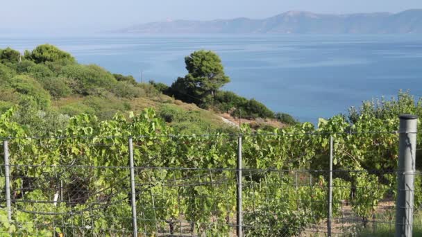 Плантация винограда у берега моря — стоковое видео