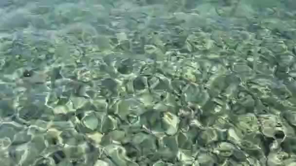 Płytkie morze z jeżowców na dole i małe ryby wokół — Wideo stockowe