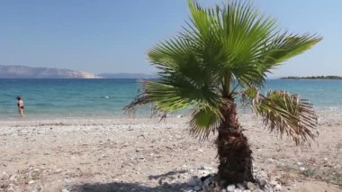 Hindistan cevizi hurma ağacı kum plajındaki