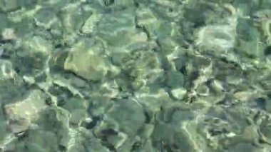 Güzel sığ deniz kestanesi bir alt ve çevresinde küçük balıklar ile