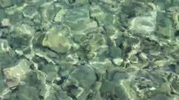 Низкое море с ежиком на дне и маленькими рыбами вокруг — стоковое видео