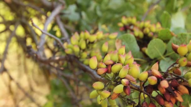 Onrijpe pistache in boomgaard — Stockvideo