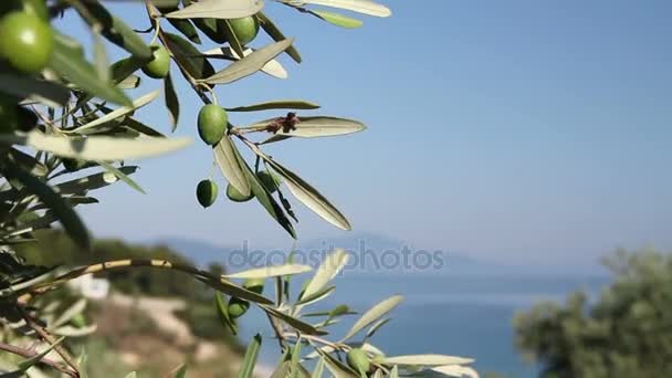 Зеленые оливковые фрукты на берегу моря — стоковое видео