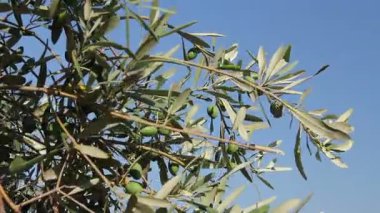 Deniz kıyısı yeşil zeytin meyve