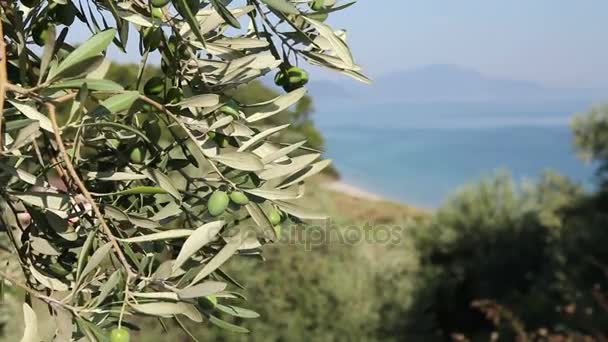 Grüne Olivenfrüchte an der Küste — Stockvideo