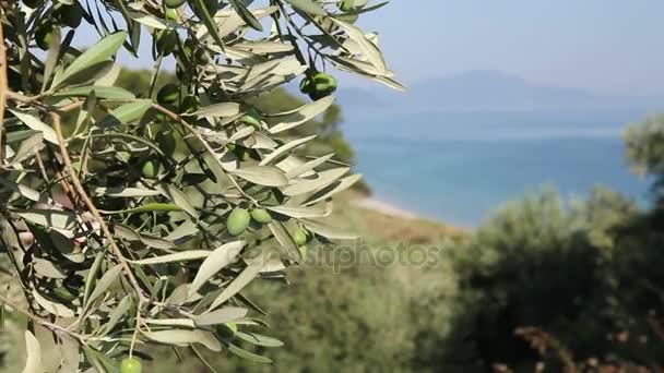 Fruta verde oliva a orillas del mar — Vídeos de Stock