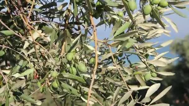 Green olive fruit on seashore — Stock Video