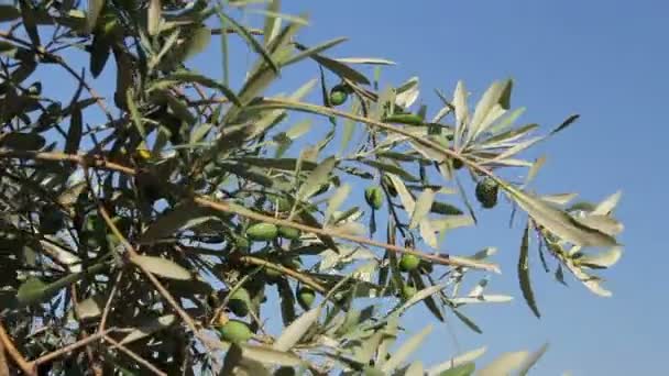 Green olive fruit on seashore — Stock Video