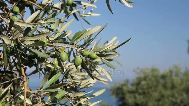 Зеленые оливковые фрукты на берегу моря — стоковое видео