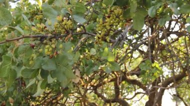 Meyve bahçesi olarak olgunlaşmamış Antep fıstığı