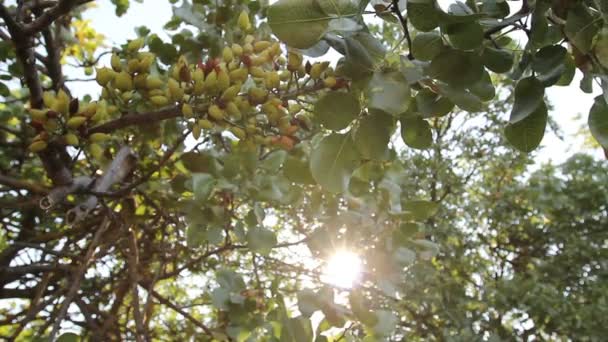 果樹園で熟していないピスタチオ — ストック動画
